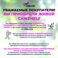 Виноград Академик Авидзба фото 8 Виноград Академик Авидзба фото 8