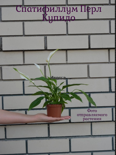 Спатифиллум Перл Купидо фото 5 Спатифиллум Перл Купидо фото 5