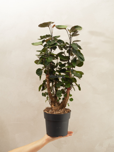 Полисциас Фабиан Вертак фото 4 Полисциас Фабиан Вертак фото 4