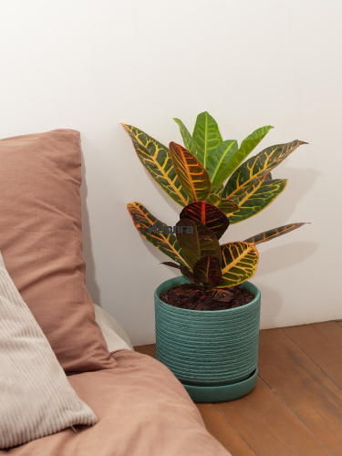 Кодиеум (Кротон) Петра высота 50см Кодиеум (Кротон) Петра высота 50см