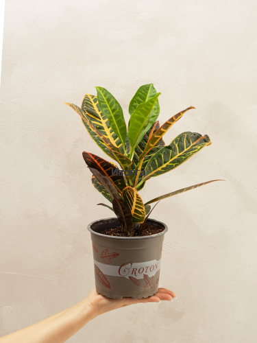 Кодиеум (Кротон) Петра высота 50см фото 4 Кодиеум (Кротон) Петра высота 50см фото 4