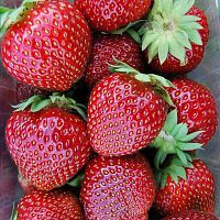 Клубника "Мальвина", саженец 1 шт