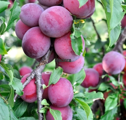 Алыча "Кубанская комета"