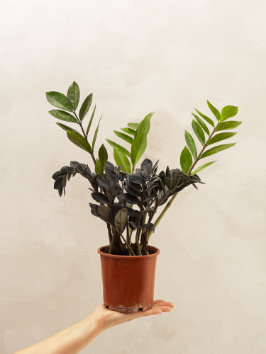 Замиокулькас Равен фото 4