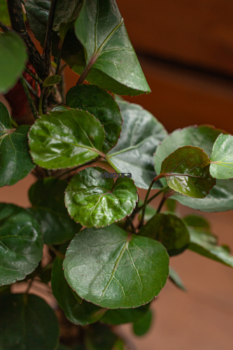 Полисциас Фабиан Вертак фото 5 Полисциас Фабиан Вертак фото 5